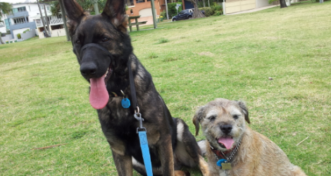 Walk With Me, Pets - Dog Walking & Pet Care Services - 3