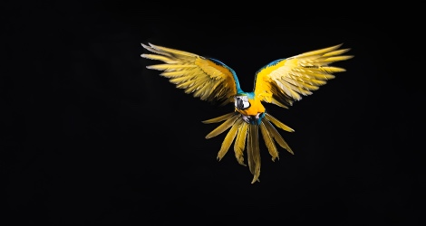 Wilomark Imagery - 3