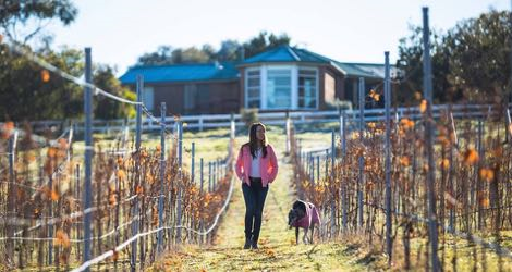 Wobbly Boot Vineyard - 1