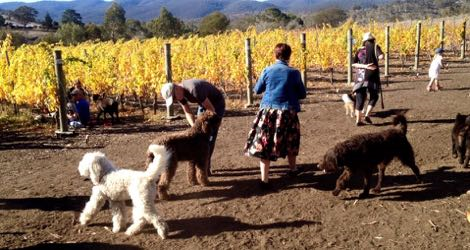 Wobbly Boot Vineyard - 3